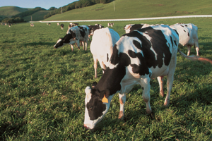 dairy cows grazing