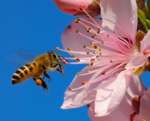 FoodandWaterEuropeBee