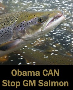 FoodandWaterEuropeObamaCANStopGMSalmon