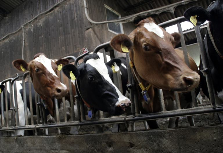A 20,000cow Dairy Farm in Europe? No way! Food & Water Action Europe